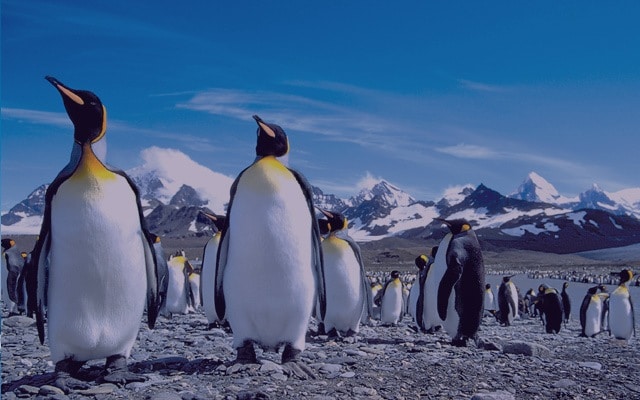 watching wildlife in Antarctica