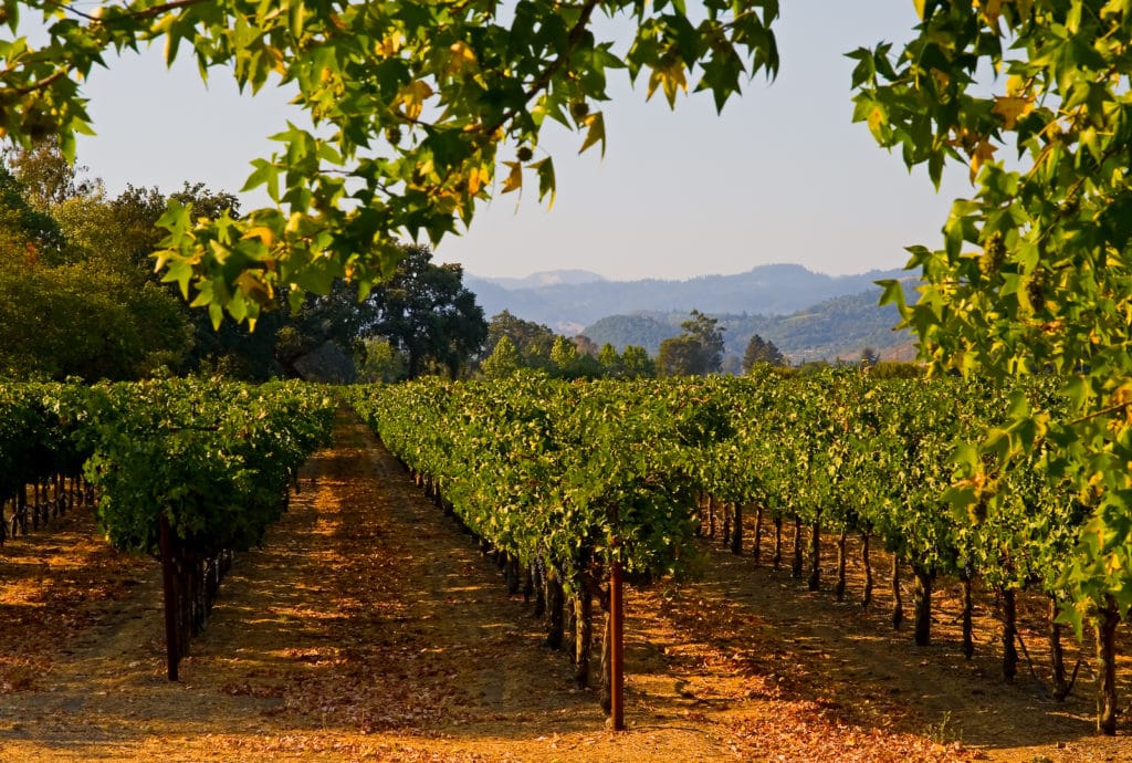 Napa Valley vineyard in California at sunset